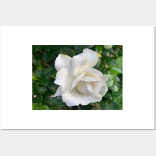 Gardenia flower Posters and Art